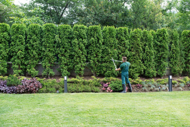 Best Lawn Disease Treatment  in St Helens, OR